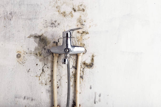 Best Mold Damage Repair  in Beesleys Point, NJ