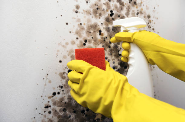 Best Mold Removal Process  in Beesleys Point, NJ