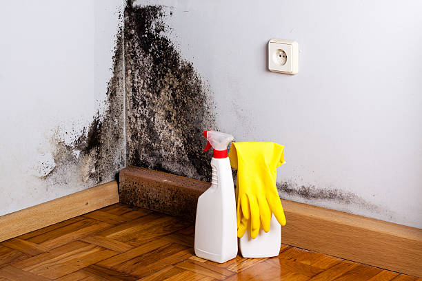 Best Certified Mold Removal  in Beesleys Point, NJ