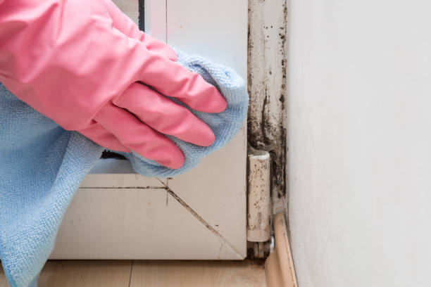 Best Office Mold Removal Services  in Beesleys Point, NJ